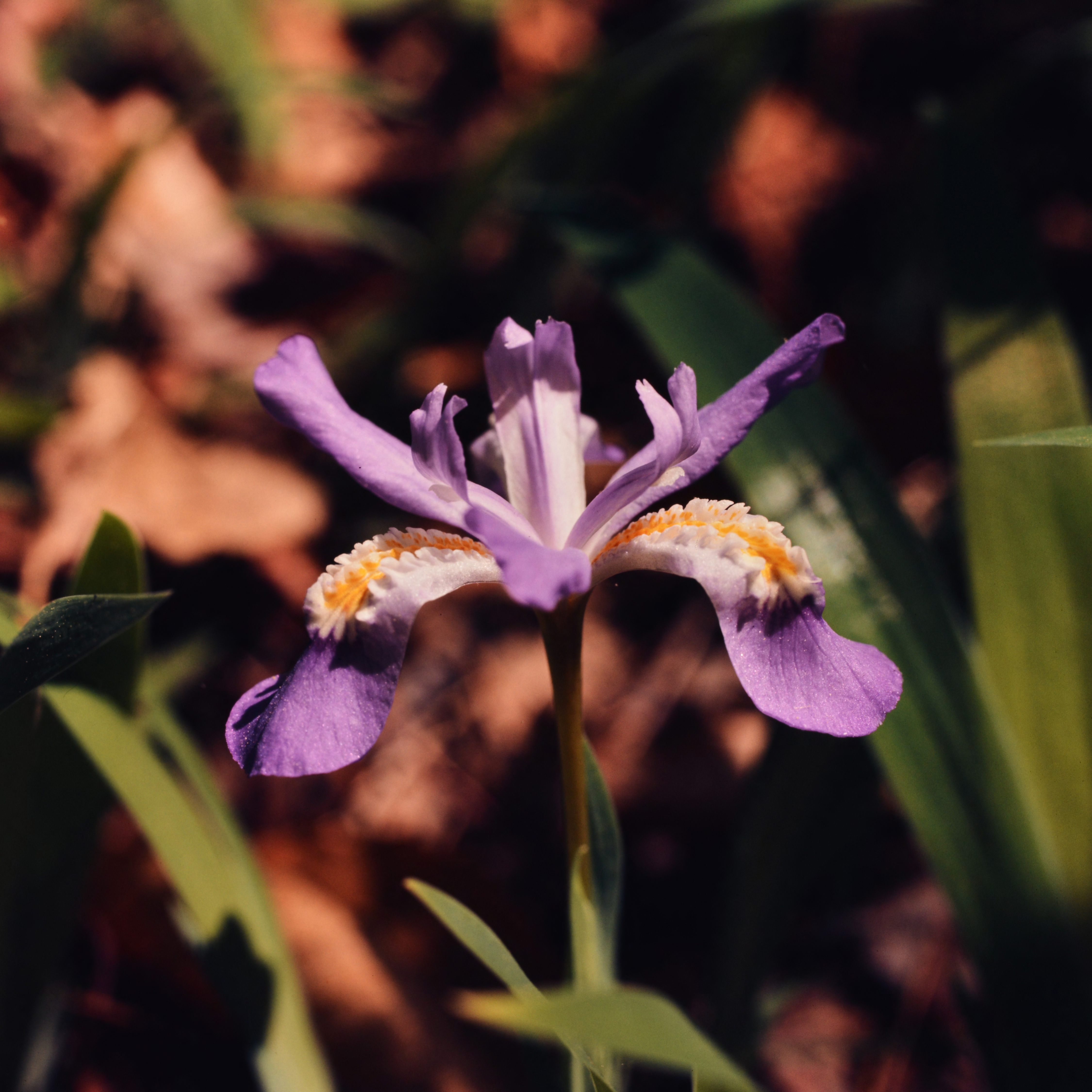 dwarf crested iris